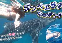  Whale sharks and the best memories! Cheap Oslob day tour!