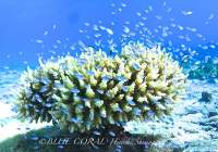 Enjoy the Full Blast Dive with Blue Coral