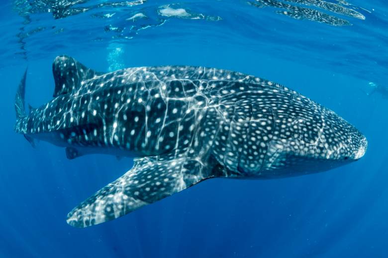 3 Day Cebu Highlights Tour #