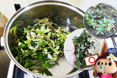 フィリピン伝統自然療法 #