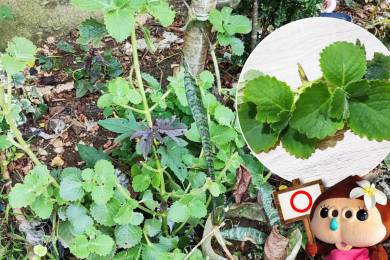 フィリピン伝統自然療法 #